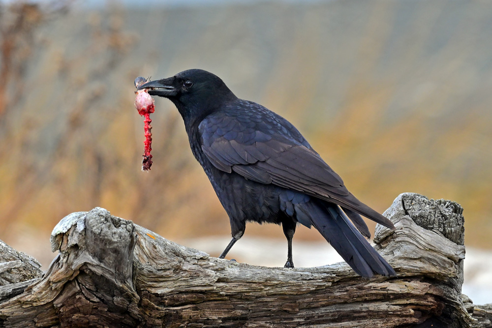 American Crow American Crow